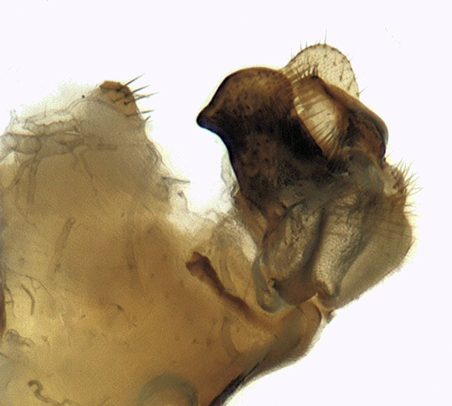 Tipula pierrei male gonostylus