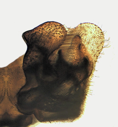 Tipula pierrei male gonostylus