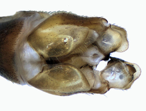 Tipula pierrei male ventral