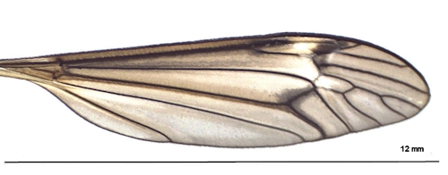 Tipula pierrei male  wing