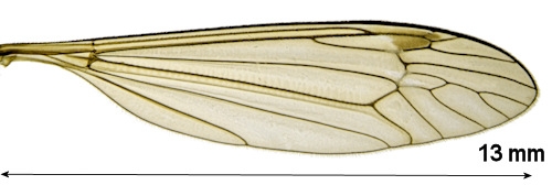 Tipula pruinosa  wing