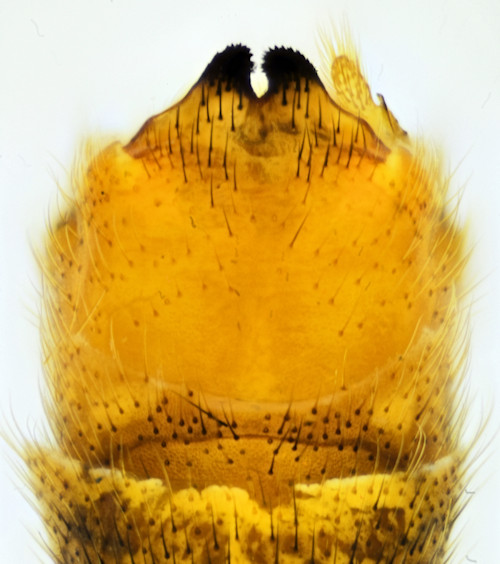 Tipula quadrivittata dorsal