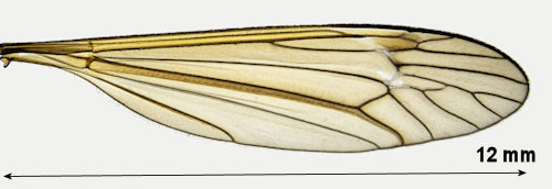Tipula quadrivittata  wing