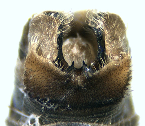 Tipula salicetorum dorsal