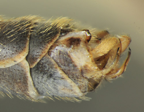 Tipula scripta male lateral