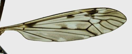 Tipula scripta wing