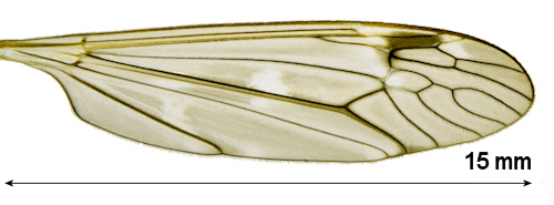 Tipula signata wing