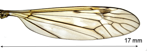 Tipula sintenisi wing