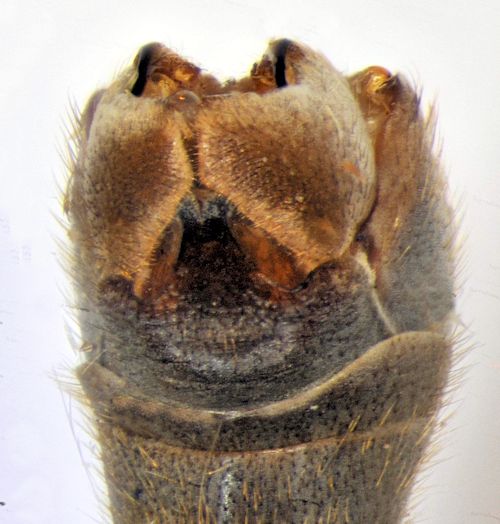 Tipula subcunctans dorsal