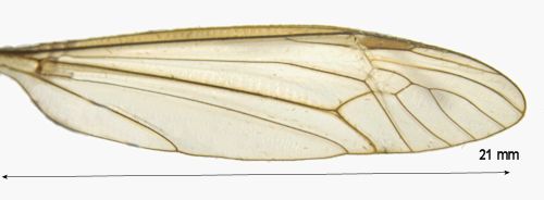 Tipula subcunctans wing