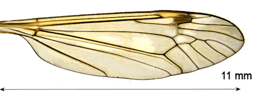 Tipula subexcisa wing