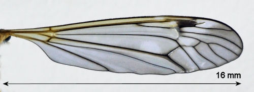 Tipula submarmorata male  wing