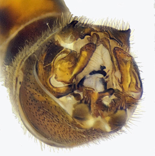 Tipula trispinosa male caudal