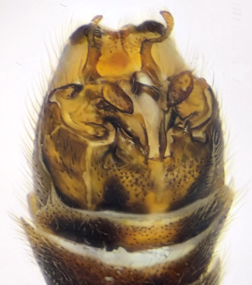 Tipula trispinosa male dorsal