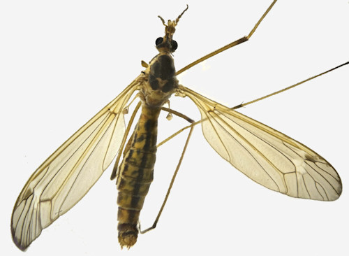 Tipula trispinosa female