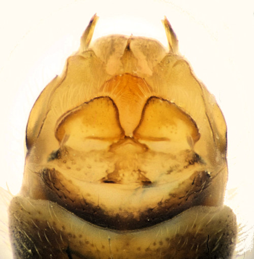 Tipula trispinosa female dorsal