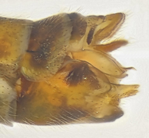 Tipula trispinosa female lateral