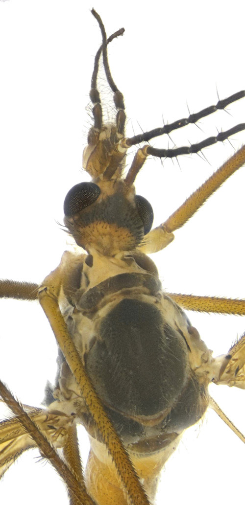 Tipula trispinosa male head