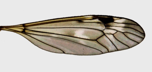 Tipula unca wing