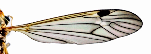 Tipula variicornis wing
