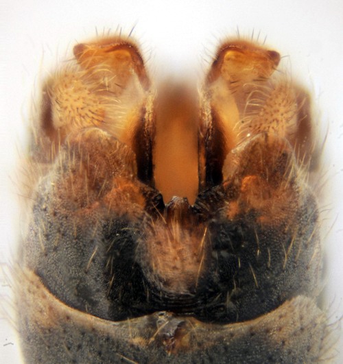 Tipula varipennis male dorsal