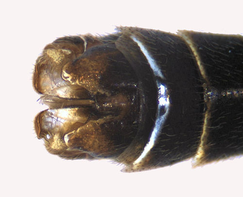 Tipula varipennis male dorsal