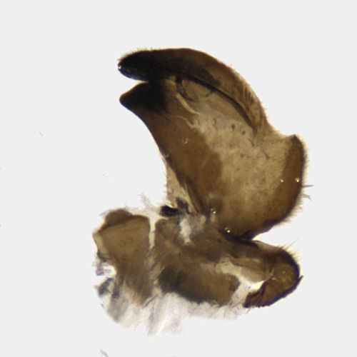 Tipula varipennis male gonostylus