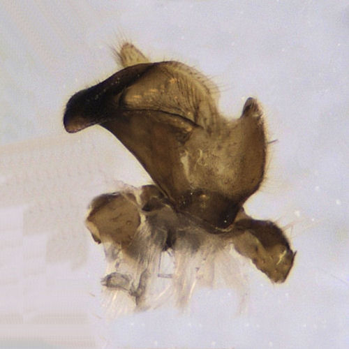 Tipula varipennis male gonostylus