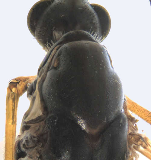 Tipula varipennis male scutum