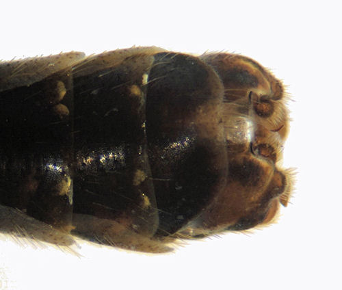 Tipula varipennis male ventral