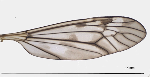 Tipula varipennis male  wing