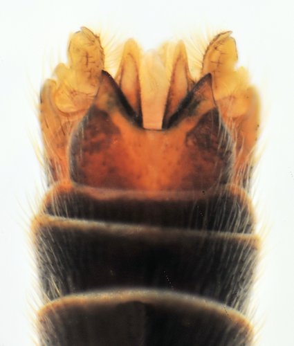 Tipula vernalis dorsal