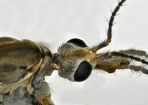 Tipula vernalis head