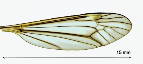 Tipula vernalis wing