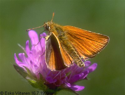 Thymelicus lineola Öölanti 16.7.1999