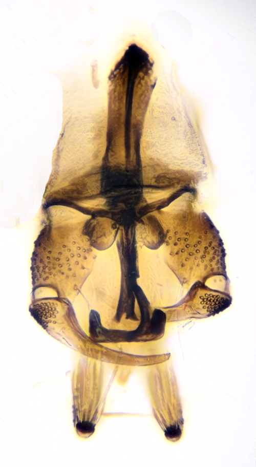 Tonnoiriella nigricauda dorsal