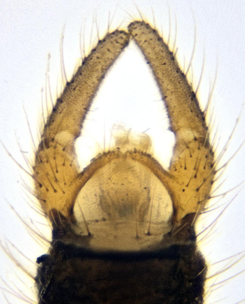 Trichocera annulata ventral