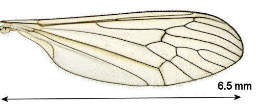 Trichocera annulata wing