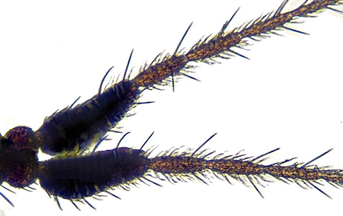 Trichocera antennata antenna