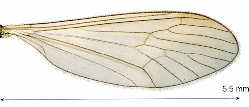 Trichocera antennata wing