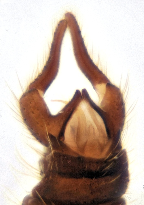 Trichocera dahlae ventral