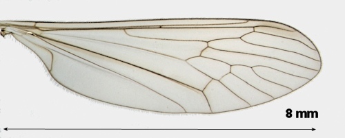 Trichocera dahlae wing