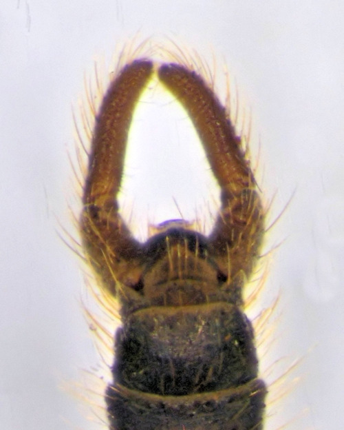 Trichocera major ventral