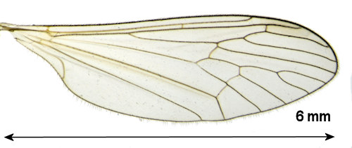 Trichocera parva wing