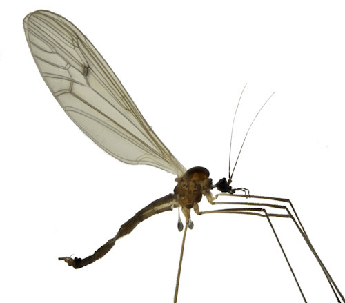 Trichocera regelationis