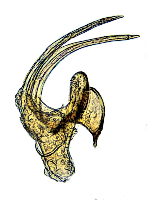 Trichocera rufulenta aedeagus