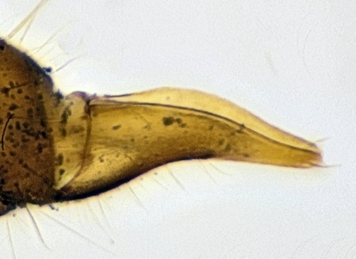 Trichocera rufulenta ovipositor