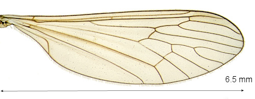 Trichocera rufulenta wing