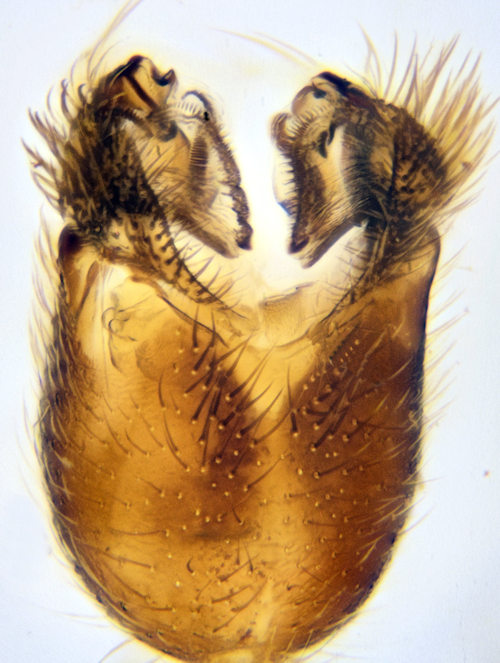 Trichonta atricauda ventral