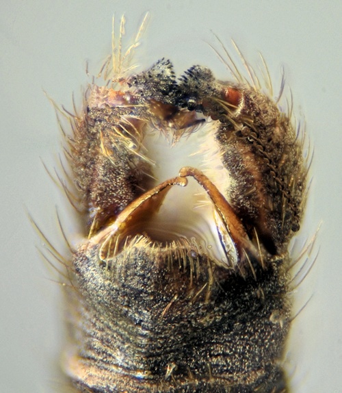 Tricyphona immaculata dorsal